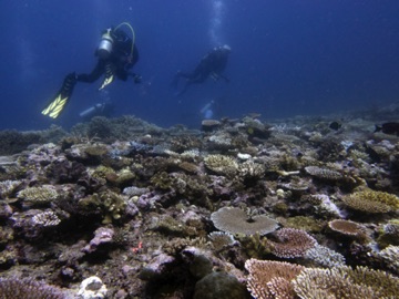 Coral